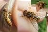 Parhelophilus versicolor